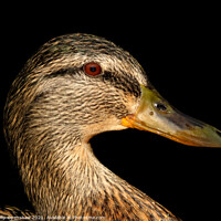 Buy canvas prints of Close up portrait of the head of a female Mallard Duck by Philip Openshaw