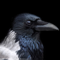 Buy canvas prints of Hooded Crow - Profile by Philip Openshaw