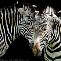 Buy canvas prints of Two Grevys Zebras by Philip Openshaw