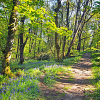 Buy canvas prints of wild english bluebells woodland path - Hardcastle Crags by Philip Openshaw