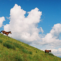 Buy canvas prints of Horses by Anton Popov