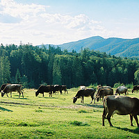 Buy canvas prints of Cows on the meadow by Anton Popov