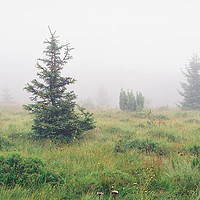 Buy canvas prints of Foggy landscape by Anton Popov