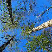 Buy canvas prints of Birch trees on the background of the spring sky -  by Vladislav Romensky