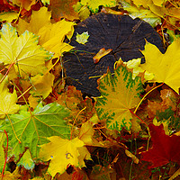 Buy canvas prints of Overhead view on fallen autumn leaves of maple by Vladislav Romensky