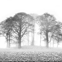 Buy canvas prints of Beech Trees in Mist by John Potter