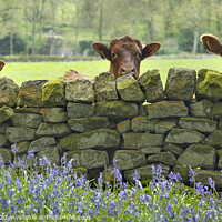 Buy canvas prints of Curious Cows Nidderdale The Yorkshire Dales by John Potter