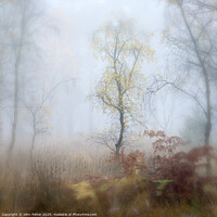 Buy canvas prints of Misty Woodland by John Potter