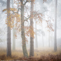 Buy canvas prints of Autumn Woodland Daybreak by John Potter
