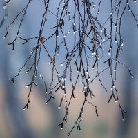 Buy canvas prints of Morning Dew by John Potter