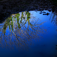 Buy canvas prints of Tree branches, blue sky reflected in water puddle by André Jorge