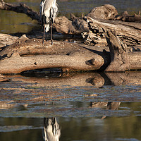Buy canvas prints of Grey Heron reflecting in a dam by Richard West