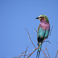 Buy canvas prints of Lilac Breasted Roller by Richard West
