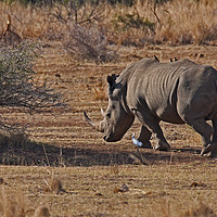 Buy canvas prints of Rhino on the move by Richard West
