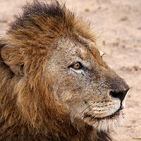 Buy canvas prints of Lion on watch by Richard West