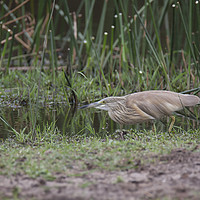 Buy canvas prints of Squacco heron hunting by Richard West