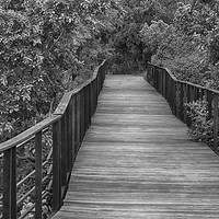 Buy canvas prints of Wooden walkway by Richard West