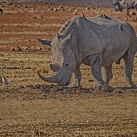 Buy canvas prints of Rhino with passengers by Richard West