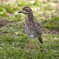 Buy canvas prints of Spotted Thick-knee (Dikkop) by Richard West