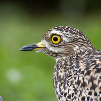 Buy canvas prints of Spotted Thick-knee portrait by Richard West
