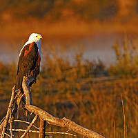 Buy canvas prints of African Fish Eagle by Richard West