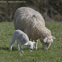 Buy canvas prints of New Lamb by Kevin White