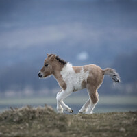 Buy canvas prints of Dartmoor foal by Kevin White