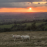 Buy canvas prints of Sheep grazing at sunset by Kevin White