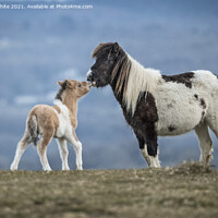 Buy canvas prints of Dartmoor Ponies by Kevin White