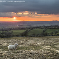 Buy canvas prints of Spot the sheep by Kevin White