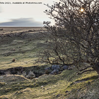 Buy canvas prints of Rugged Dartmoor near Cox Tor by Kevin White