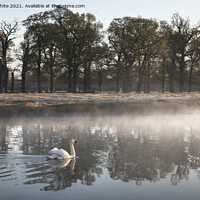 Buy canvas prints of Swan on misty pond by Kevin White