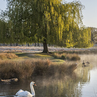 Buy canvas prints of Swans of Bushy Park by Kevin White