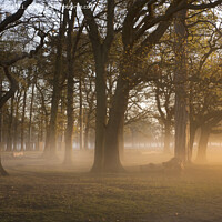 Buy canvas prints of Magical sunlight through the trees by Kevin White
