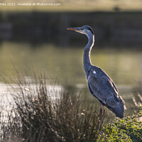 Buy canvas prints of Heron sitting proud by Kevin White