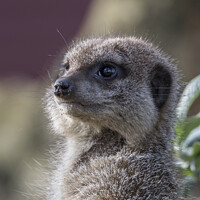 Buy canvas prints of Portrait of a meercat by Kevin White