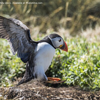 Buy canvas prints of Farne Islands Puffins by Kevin White