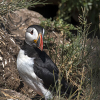 Buy canvas prints of Puffin guarding nest by Kevin White