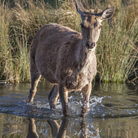 Buy canvas prints of Deer in water by Kevin White