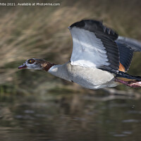 Buy canvas prints of Egyptian goose in flight by Kevin White