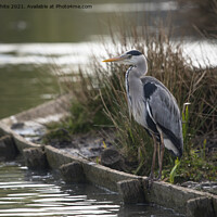 Buy canvas prints of Grey Heron sitting patiently by Kevin White