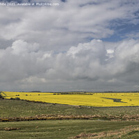 Buy canvas prints of Fields of yellow by Kevin White