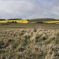 Buy canvas prints of Wild flowers and rape seed field by Kevin White