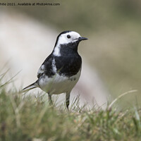Buy canvas prints of Pied Wagtail by Kevin White