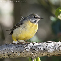 Buy canvas prints of Grey Wagtail resting on branch by Kevin White
