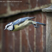 Buy canvas prints of Blue tit flying from nest by Kevin White
