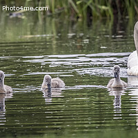 Buy canvas prints of Swan with cygnets by Kevin White