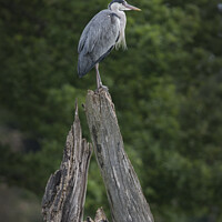 Buy canvas prints of Grey Heron sitting on dead tree by Kevin White