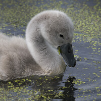 Buy canvas prints of Cygnet Mute swan by Kevin White