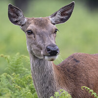 Buy canvas prints of Young deer chewing grass by Kevin White